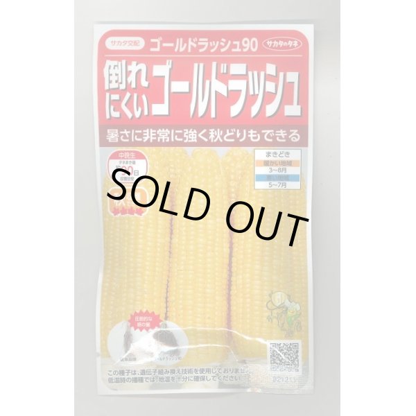 画像1: 送料無料　[とうもろこし]　ゴールドラッシュ90　約55粒　(株)サカタのタネ　実咲450（002890） (1)