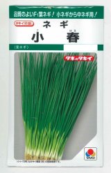 画像: 送料無料　[ねぎ]　小春　15ml　タキイ種苗(株)　GF