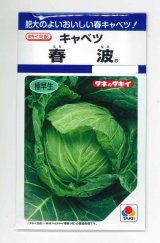 画像: 送料無料　[キャベツ]　春波　1.2ml(約130粒)　タキイ種苗(株)　DF