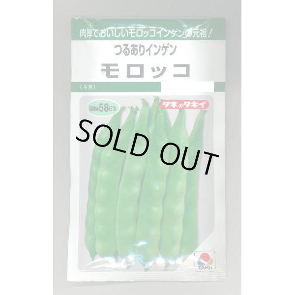 画像1: 送料無料　[いんげん]　モロッコ　45ml　タキイ種苗(株)　GF (1)