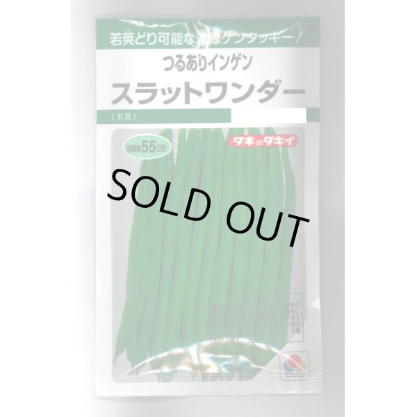 画像1: 送料無料　[いんげん]　つるあり　スラットワンダー　45ml　タキイ種苗　GF (1)