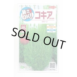 画像: 送料無料　花の種　コキア(ほうき草)　グリーン　約40粒　(株)サカタのタネ　実咲200（026325）