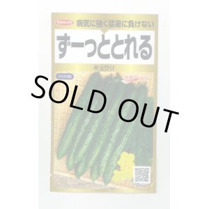 画像: 送料無料　[キュウリ]　ずーっととれる　40粒　(株)サカタのタネ　実咲PRO