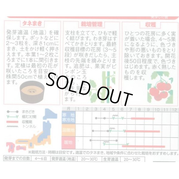 画像2: 送料無料　[トマト/大玉トマト]　サンロード　11粒　(株)サカタのタネ　実咲450（002812） (2)