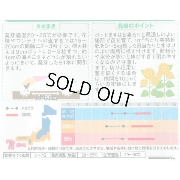 画像2: 送料無料　花の種　花の種　八重咲ひまわり　オレンジグローブ　20粒　(株)サカタのタネ　実咲250（027727） (2)