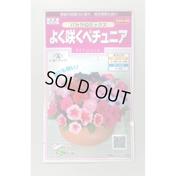 画像1: 送料無料　花の種　よく咲くペチュニア　バカラIQミックス　約50粒　実咲350（027726） (1)