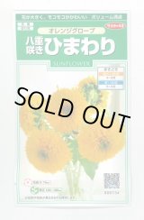 画像: 送料無料　花の種　花の種　八重咲ひまわり　オレンジグローブ　20粒　(株)サカタのタネ　実咲250（027727）