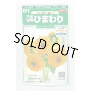 画像: 送料無料　花の種　花の種　八重咲ひまわり　オレンジグローブ　20粒　(株)サカタのタネ　実咲200（027727）