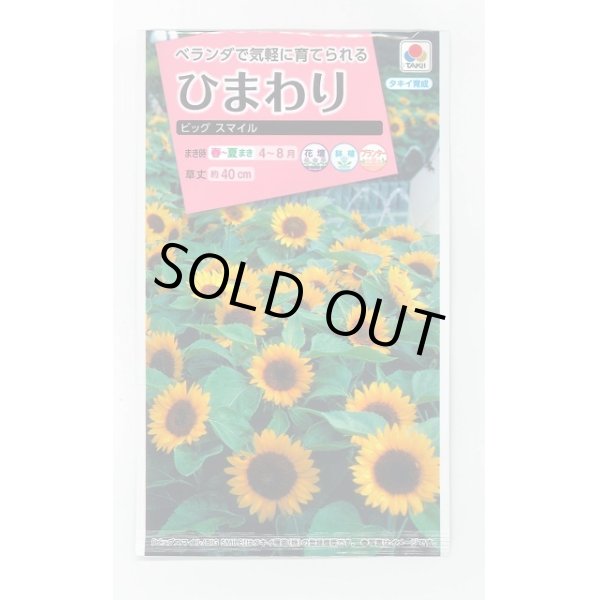 画像1: 送料無料　花の種　ひまわり　ビッグスマイル(約15粒)　タキイ種苗(株)　NL300 (1)