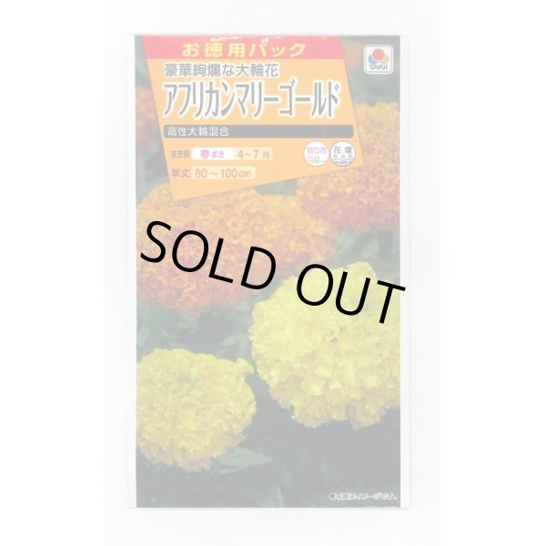 画像1: 送料無料　花の種　お徳用パック！アフリカンマリーゴールド　高性大輪混合　タキイ種苗　NL500 (1)