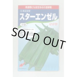 画像: 送料無料　[オクラ]　スターエンゼル　45粒　渡辺交配