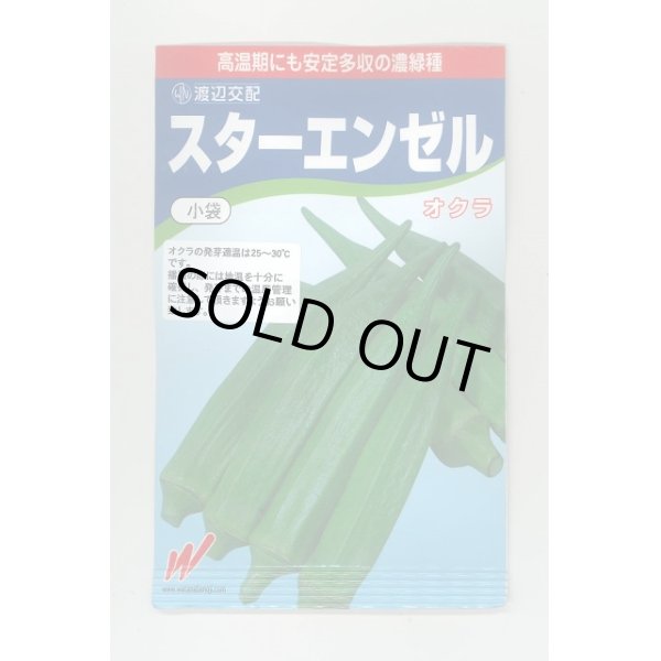 画像1: 送料無料　[オクラ]　スターエンゼル　45粒　渡辺交配 (1)