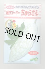 画像: 送料無料　[ゴーヤ]　純白ゴーヤー　ちゅらさん　100粒　松永種苗(株)