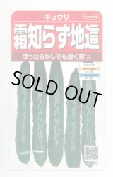 画像: 送料無料　[キュウリ]　霜知らず地這　約50粒　(株)サカタのタネ　実咲350（002850）