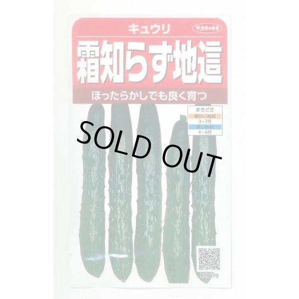 画像1: 送料無料　[キュウリ]　霜知らず地這　約50粒　(株)サカタのタネ　実咲350（002850） (1)