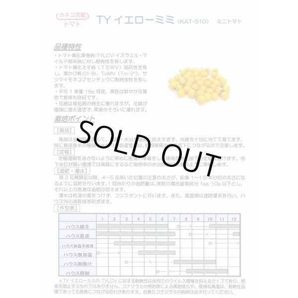 画像2: 送料無料　[トマト/ミニトマト]　TYイエローミミ　1000粒　カネコ交配 (2)