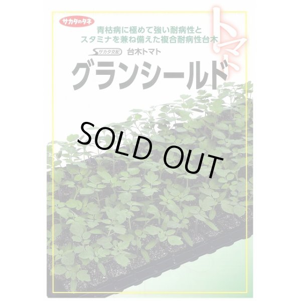 画像2: 送料無料　[台木/トマト用]　グランシールド　50粒　(株)サカタのタネ (2)