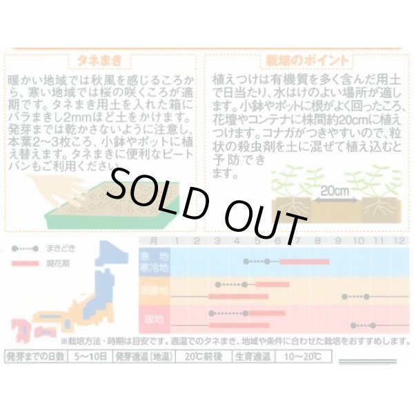 画像2: 送料無料　花の種　アリッサム　混合　約300粒　（株）サカタのタネ　実咲200（026308） (2)