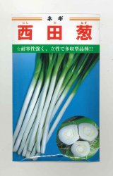 画像: 送料無料　[ねぎ]　西田葱　20ml　カネコ種苗