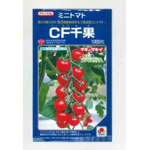 画像: 送料無料　[トマト/ミニトマト]　CF千果　1000粒　貴種(コートしてません)　タキイ種苗(株)