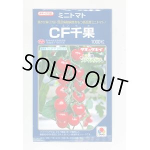 画像: 送料無料　[トマト/ミニトマト]　CF千果　1000粒　貴種(コートしてません)　タキイ種苗(株)