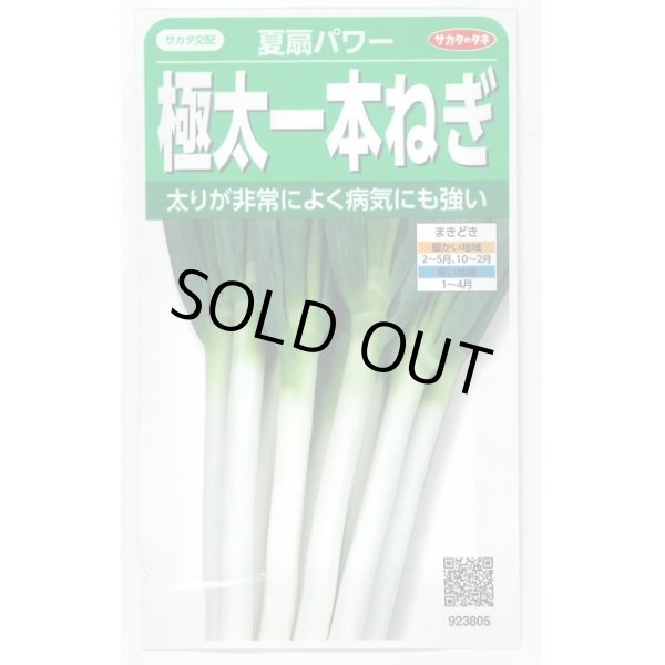 画像1: 送料無料　[ねぎ]　夏扇パワー　3ml(粒数目安およそ500粒)　(株)サカタのタネ　実咲450（101526） (1)