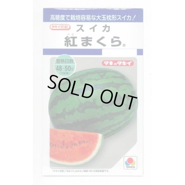 画像1: 送料無料　[スイカ]　大玉スイカ　紅まくら　8粒　タキイ種苗(株) (1)