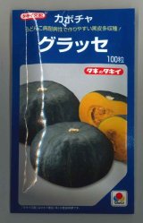 画像: 送料無料　[かぼちゃ]　グラッセ　100粒　タキイ種苗