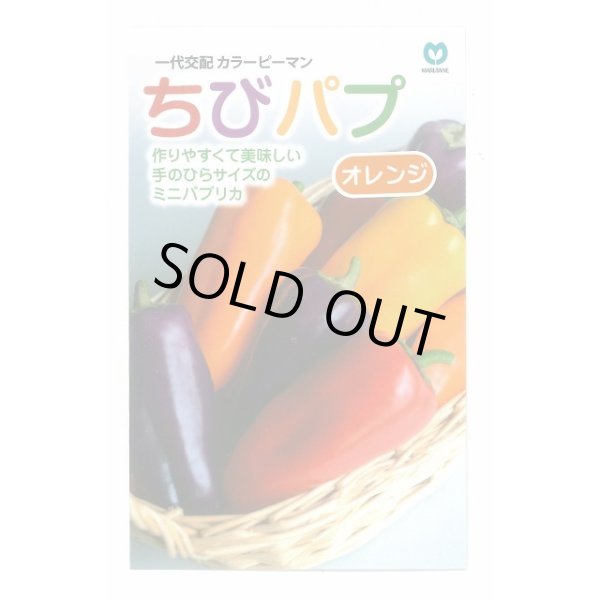 画像1: 送料無料　[パプリカ]　ちびパプ　オレンジ　5粒　丸種(株) (1)