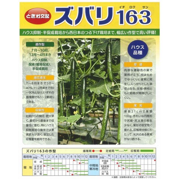 画像2: 送料無料　[キュウリ]　ズバリ163　350粒　(株)(株)ときわ研究場 (2)