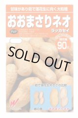 画像: 送料無料　[落花生]　おおまさりネオ　むき実種子　20粒　渡辺農事