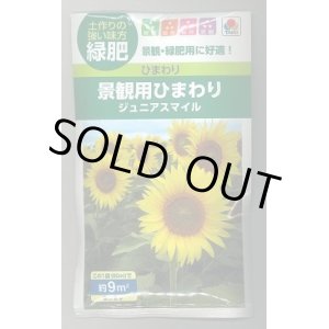 画像: 送料無料　[緑肥]　緑肥用ひまわり　ジュニアスマイル　60ml　タキイ種苗