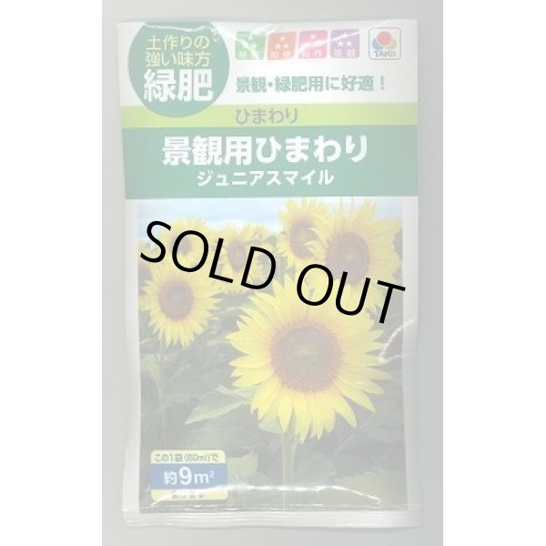 画像1: 送料無料　[緑肥]　緑肥用ひまわり　ジュニアスマイル　60ml　タキイ種苗 (1)