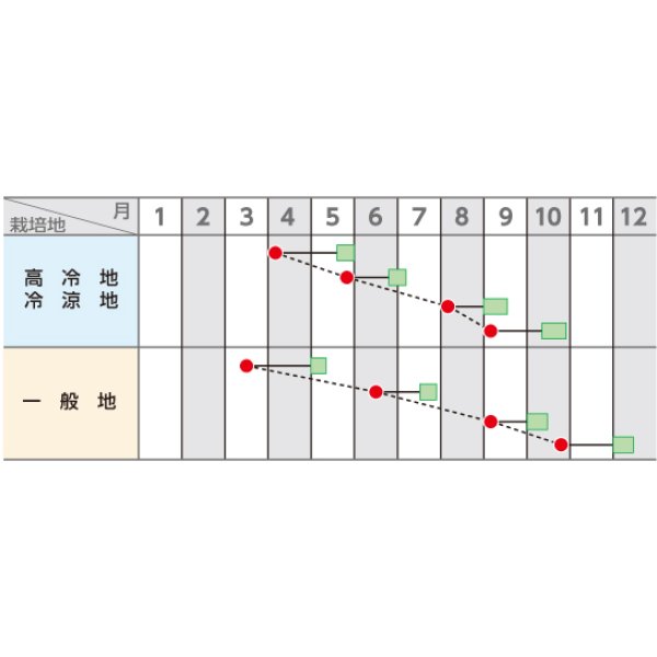 画像3: 送料無料　[小松菜]　きよすみ　20ml　（株）サカタのタネ (3)