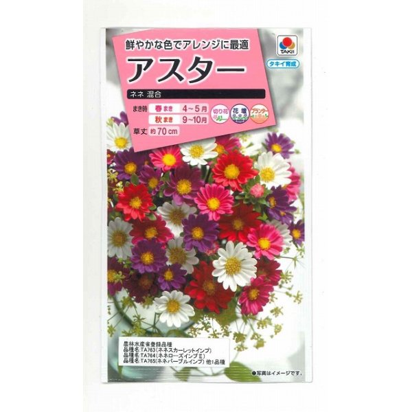 画像1: 送料無料　花の種　アスター　ネネ　混合　小袋　タキイ種苗(株)(NL300) (1)