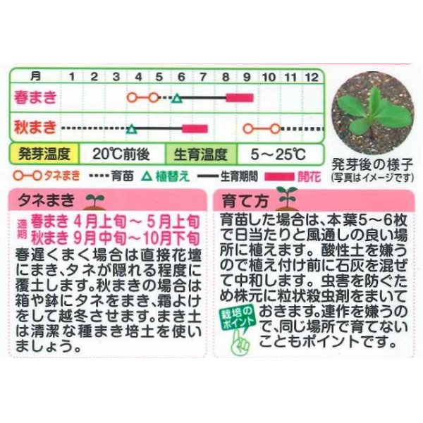 画像2: 送料無料　花の種　アスター　ネネ　混合　小袋　タキイ種苗(株)(NL300) (2)