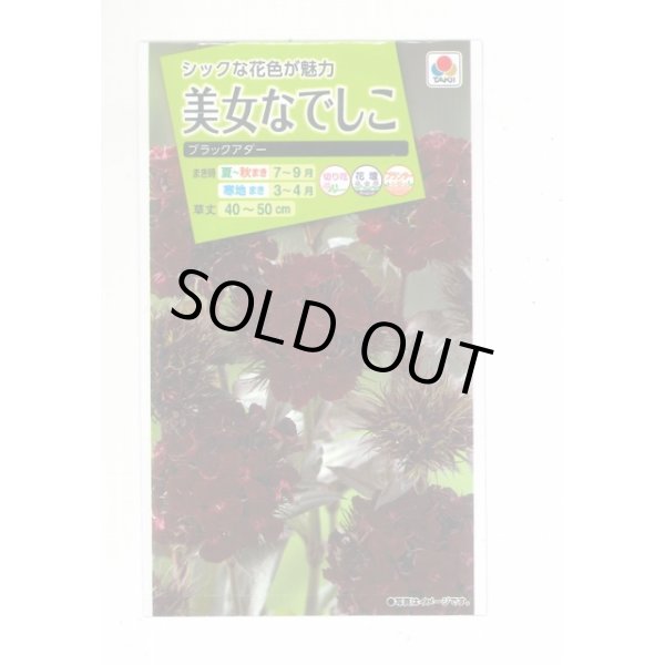 画像1: 送料無料　花の種　美女なでしこ　ブラックアダー　小袋　タキイ種苗(株)(ＮL200) (1)