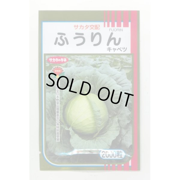 画像1: 送料無料　[キャベツ]　ふうりん　2000粒　（株）サカタのタネ (1)