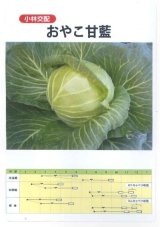 画像: 送料無料　[キャベツ]　キャベツ　おやこ甘藍　1ml(約220粒)　小林種苗(株)