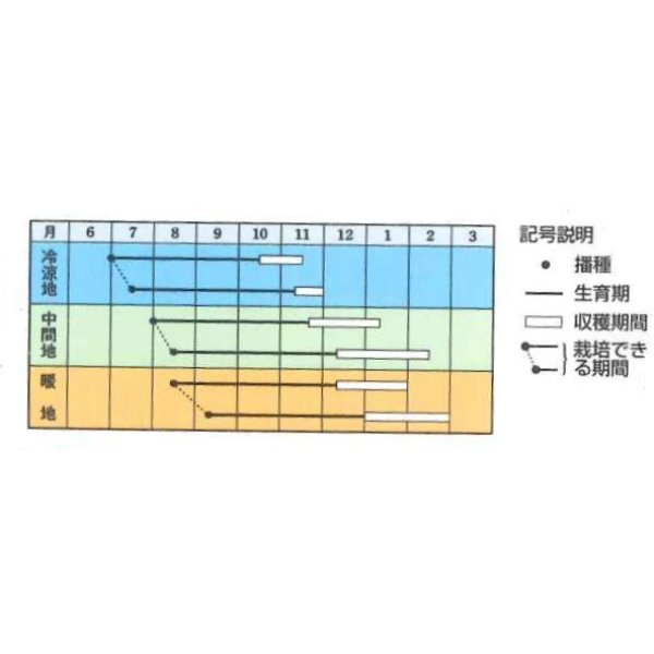 画像3: 送料無料　[人参]　冬ちあき　ペレット1万粒　タキイ種苗(株) (3)