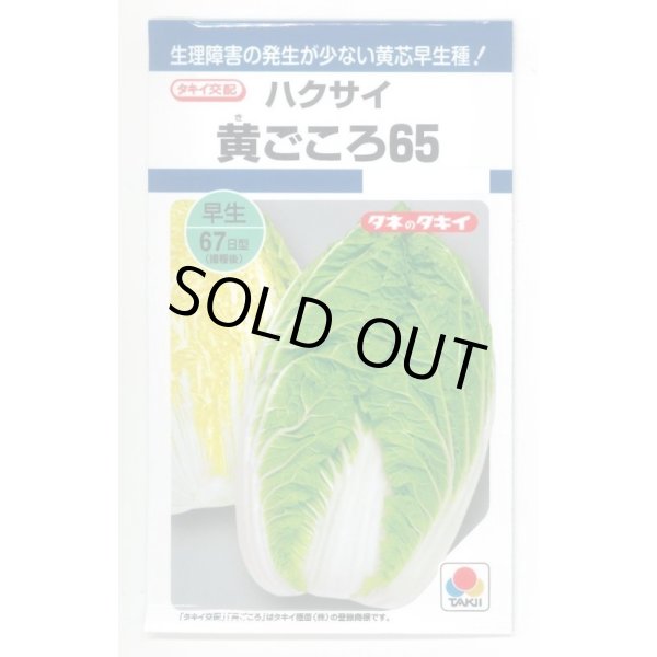 画像1: 送料無料　[白菜]　黄ごころ65　1ml　タキイ種苗(株)　DF (1)