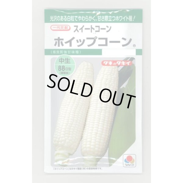 画像1: 送料無料　[とうもろこし]　ホイップコーン　40粒　タキイ種苗　GF (1)