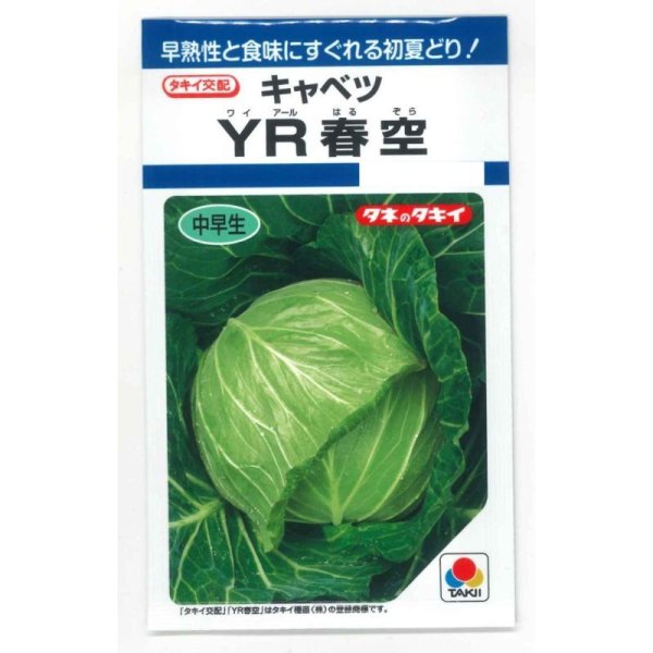 画像1: 送料無料　[キャベツ]　YR春空　1.2ml　(およそ190粒)貴種(コートしてません)　タキイ種苗(株)　DF (1)