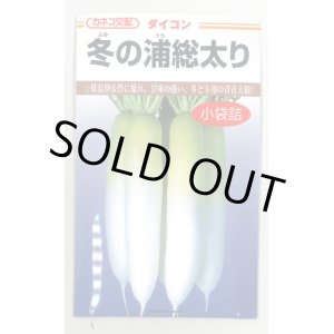 画像: 送料無料　[大根]　冬の浦総太り　5ml　カネコ交配