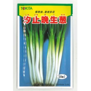 画像: 送料無料　[ねぎ]　汐止晩生葱　20ml　トキタ種苗(株)