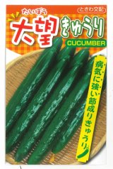 画像: 送料無料　[キュウリ]　大望　20粒　(株)ときわ研究場