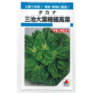 画像: 送料無料　[葉物]　三池大葉縮緬高菜　3.5ml　タキイ種苗　MF