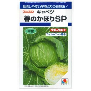 画像: 送料無料　[キャベツ]　春のかほりSP　150粒　タキイ種苗(株)　DF