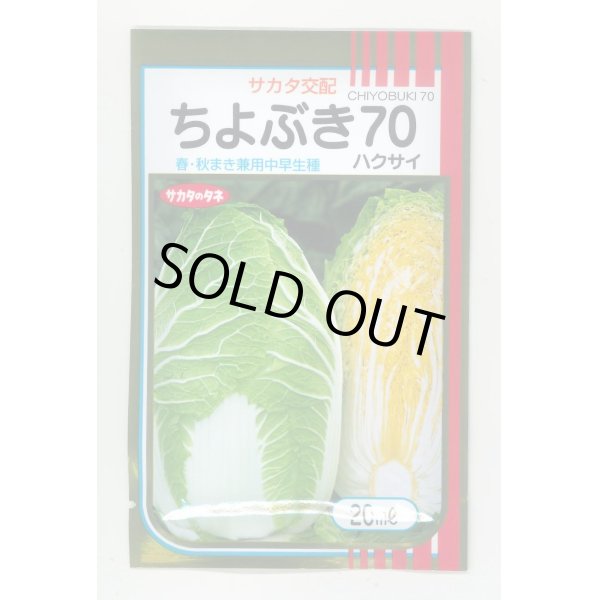 画像1: 送料無料　[白菜]　ちよぶき70　20ml　（株）サカタのタネ (1)