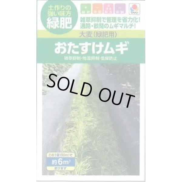 画像1: 送料無料　[緑肥]　大麦(緑肥用)おたすけムギ　小袋(約5平方メートル分)　タキイ種苗(株) (1)